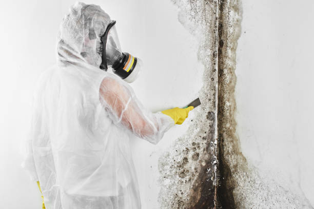 Best Preventive Mold Services in Park Falls, WI
