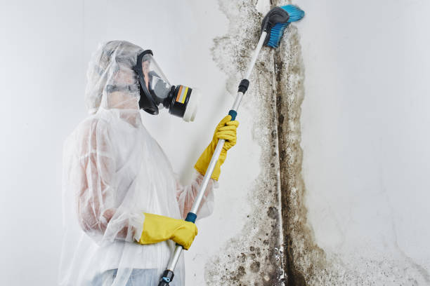 Best Emergency Mold Remediation in Park Falls, WI