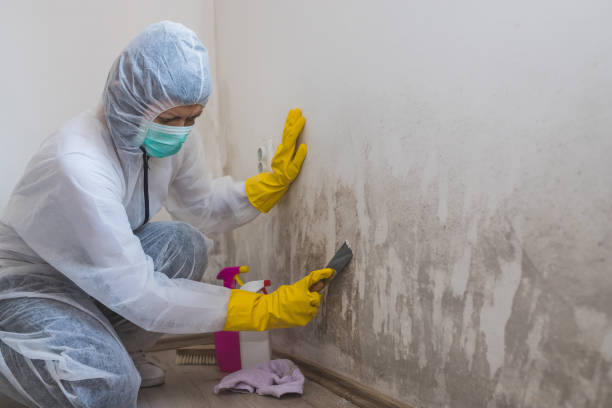 Best Health and Safety Mold Remediation in Park Falls, WI