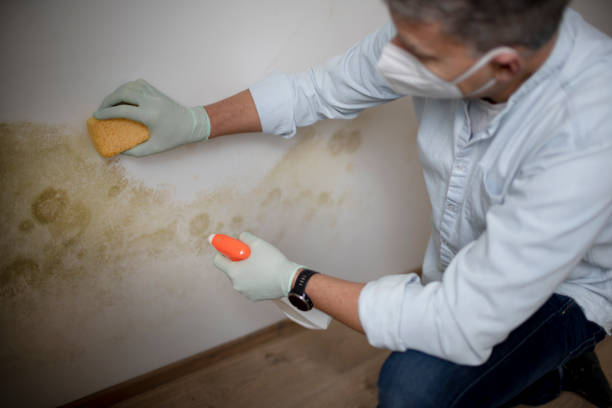 Best DIY Mold Remediation Support Services in Park Falls, WI