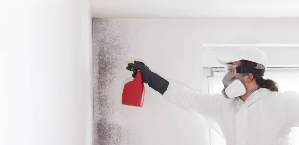 Best Insurance-Related Mold Remediation in Park Falls, WI