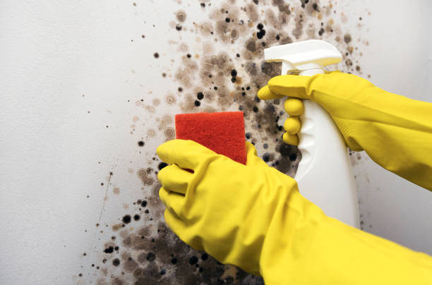 Best Basement Mold Remediation in Park Falls, WI