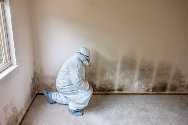 Best Mold Testing and Inspection Services in Park Falls, WI