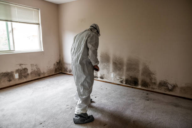 Best Attic Mold Remediation in Park Falls, WI