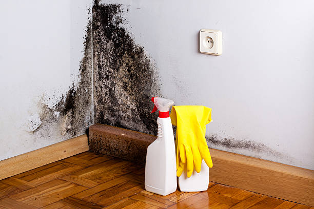 Best Black Mold Remediation in Park Falls, WI