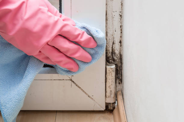 Best Emergency Mold Remediation in Park Falls, WI