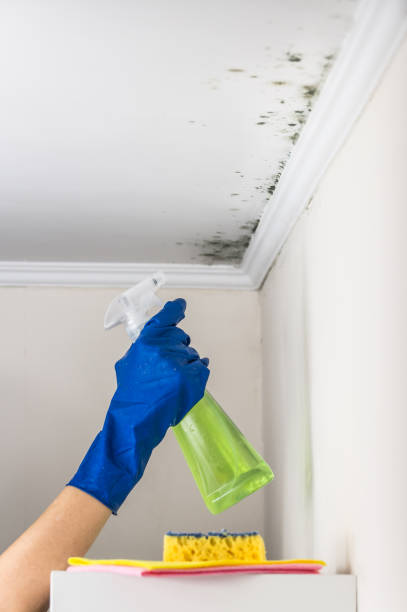 Best HVAC Mold Remediation in Park Falls, WI