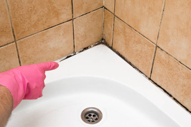 Best DIY Mold Remediation Support Services in Park Falls, WI